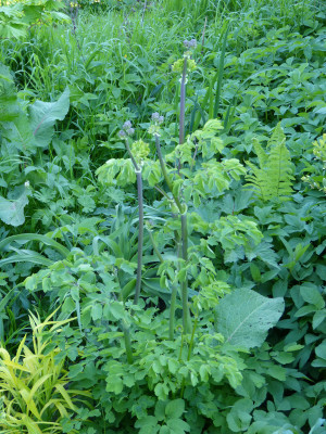 2018-05-01 Thalictrum 'Black Stockings'.jpg