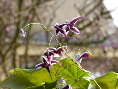 2017-04-02 Epimedium simplicifolium.jpg