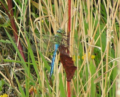 Anax_imperator_-_Grosse_Koenigslibelle_02.jpg