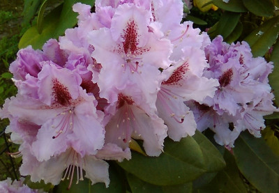 kleinerUmpflanzRhodo.jpg