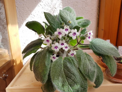 Sinningia hirsuta_April 2018.jpg