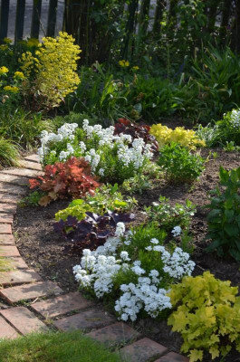 Heuchera.18-2.jpg