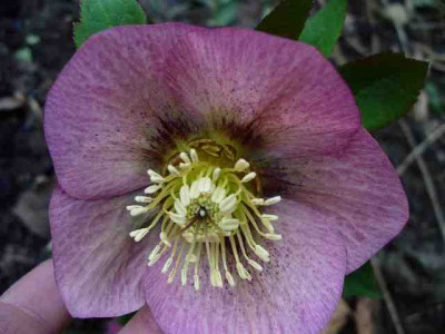 Helleborus_09.jpg
