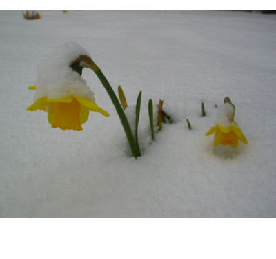 Schnee_22.03.07_2.jpg