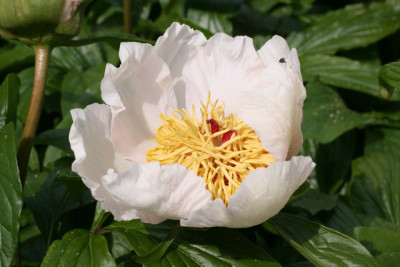Einzelblüte Chalice.JPG