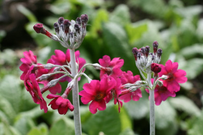Primula pulverulenta.JPG