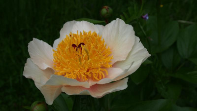 Paeonia Macrophylla Ffm P5180064.JPG