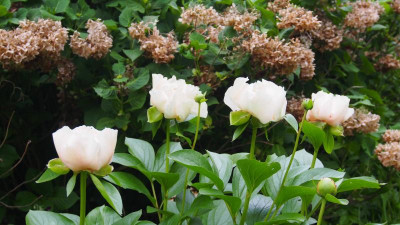 Paeonia Macrophylla FfM P5141865.JPG