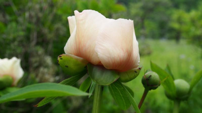 Paeonia Macrophylla Ffm P5170017.JPG