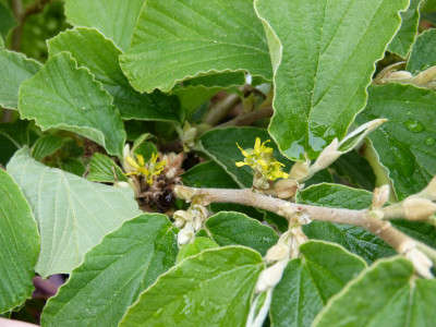 2018-05-02 Hamamelis 'Robert'.jpg