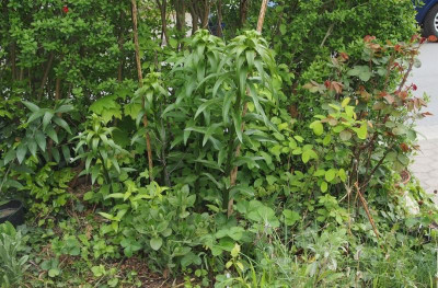 Lesly Woodriff Jeffersonia Sanguinaria Melittis Salvia Rose Erdbeere Felsenbirne etc..jpg