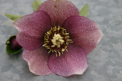 Heleborus1707.jpg