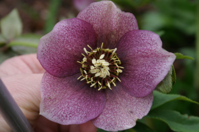 Heleborus1807.jpg