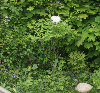 Rockii ind er Hecke mit Barnsley und High Noon.jpg