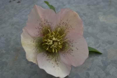 Heleborus2107.jpg