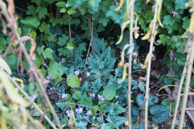 Heckencyclamen Rubus, Flieder und Pflaume.jpg