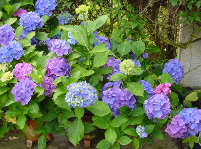 hortensie_blau.jpg