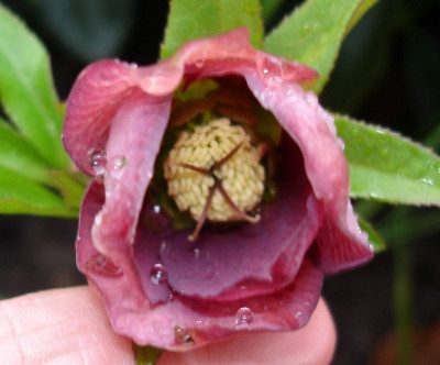 rosa_gef..JPG