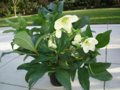 green_corsican_2a.JPG