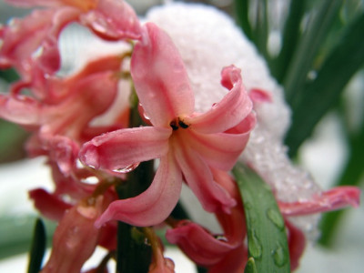 HYAZINTHE_DO_2203.jpg