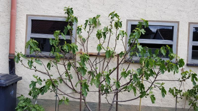 Feige aus der Pfalz.jpg