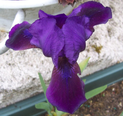 100_7419 lila Iris.jpg
