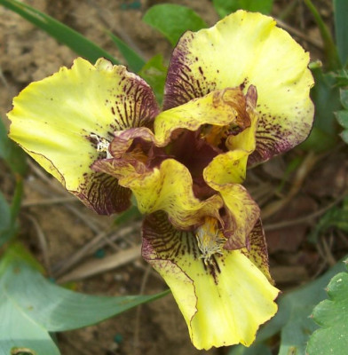 100_7422 SDB gelb violett.jpg