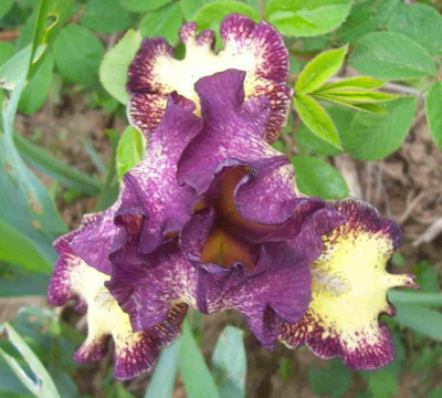 100_7430 SDB Plicata violett.jpg