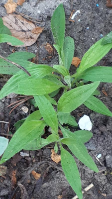 20180504_074141.jpg