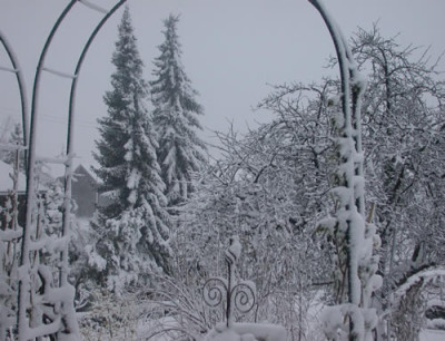 DSCN2645_Tannen_und_Rosen_im_Schnee_.jpg