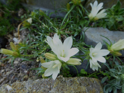 Edraianthus niveus  ...  4.5.18 001.jpg