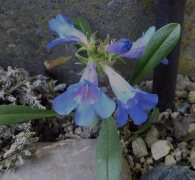 Penstemon uitahensis ...    4.5.18 003.jpg