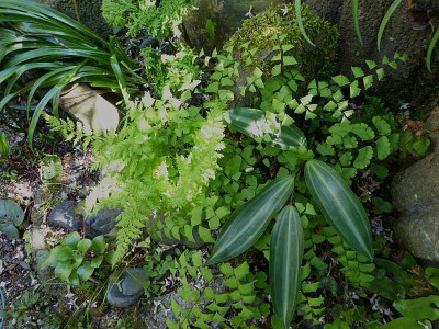 Adianthum x traceyi  ...  4.5.18 020.jpg