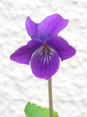 Viola_odora_fars_2007.jpg