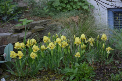 Iris_reichenbachii-18-2.jpg