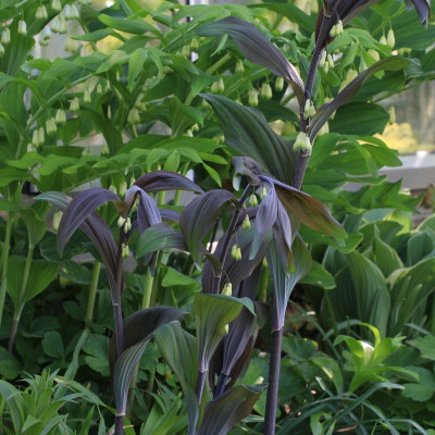Polygonatum BETBERG.jpg