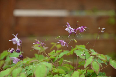 Epimedium-Freya.18-1.jpg