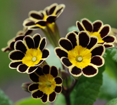 Primula-Gold-Lace-k.jpg
