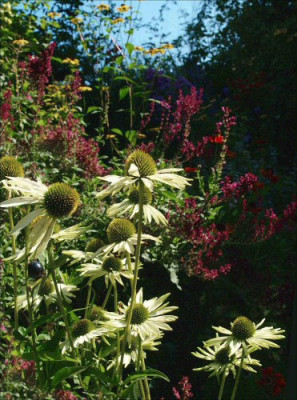 Echinacea_Salvia.jpg