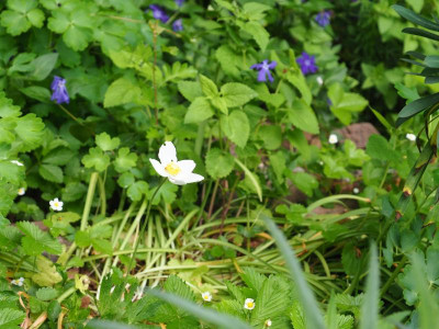 Anemone sylvestris P5020215.JPG