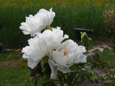 Paeonia Suffruticosa Weiß P5020196.JPG