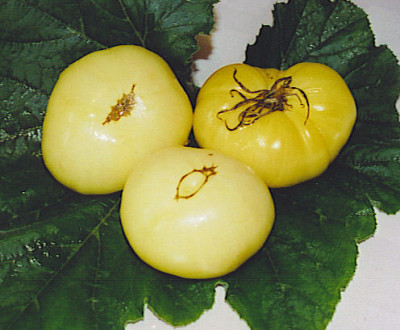 Milchperle.jpg