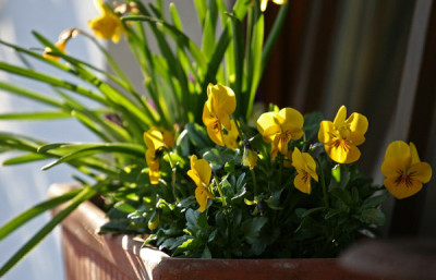 Gartenansicht-7.jpg