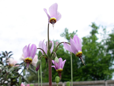 Dodecatheon clevelandii 05.05.18.JPG