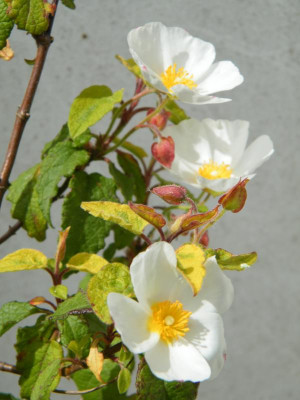 DSCF4189.JPG