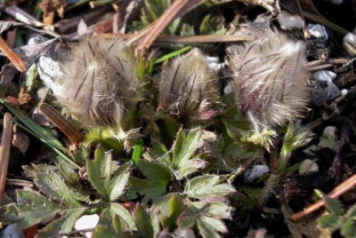 Pulsatilla_vernalis_2007-03-23.JPG