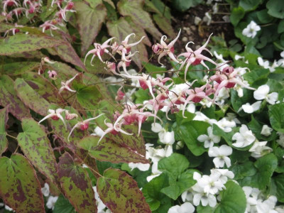 Epimedium 'Pink Champagne' vor Pfingsveilchen_6579.jpg