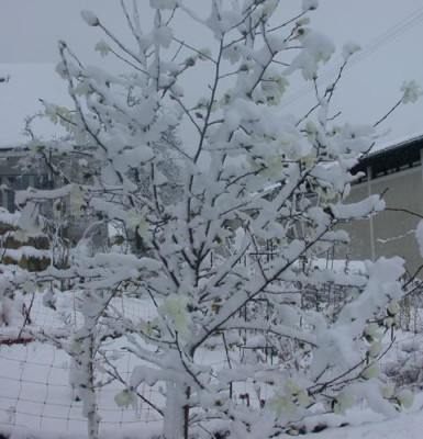 DSCN2682_Weiss_oder_weiss_.jpg