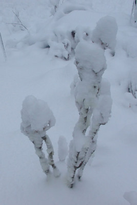 DSCN2678_Strauchpfingstrose_.jpg