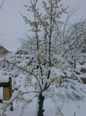 DSCN2686_Cornus_mas_alba_.jpg